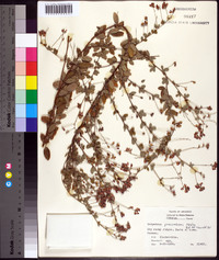 Lespedeza procumbens image