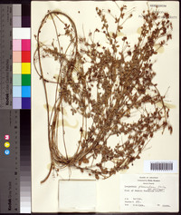 Lespedeza procumbens image