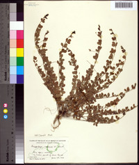 Lespedeza repens image