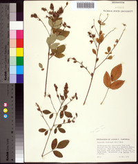 Lespedeza thunbergii image