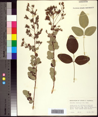 Lespedeza thunbergii image