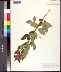 Lespedeza thunbergii image