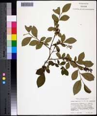 Lyonia ligustrina var. ligustrina image