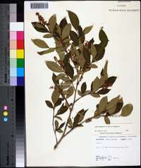 Lyonia ligustrina var. ligustrina image