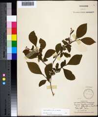 Lyonia ligustrina var. ligustrina image