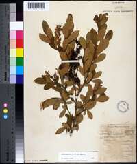 Lyonia ligustrina var. ligustrina image