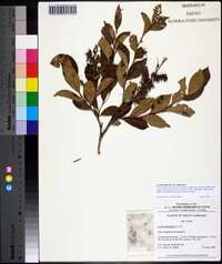 Lyonia ligustrina var. ligustrina image