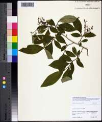 Lyonia ligustrina var. ligustrina image