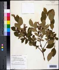 Lyonia ligustrina var. ligustrina image