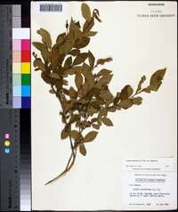 Lyonia ligustrina var. ligustrina image