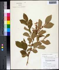 Lyonia ligustrina var. ligustrina image