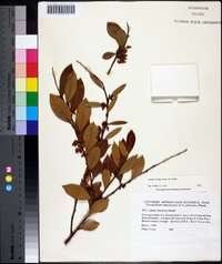 Lyonia lucida image