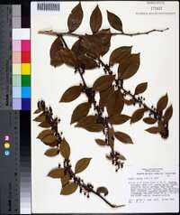 Lyonia lucida image