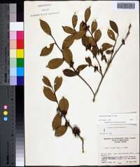 Lyonia lucida image