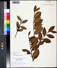 Lyonia lucida image