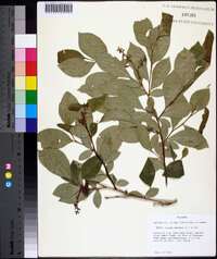 Lyonia mariana image