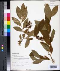 Lyonia mariana image