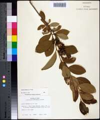 Lyonia mariana image