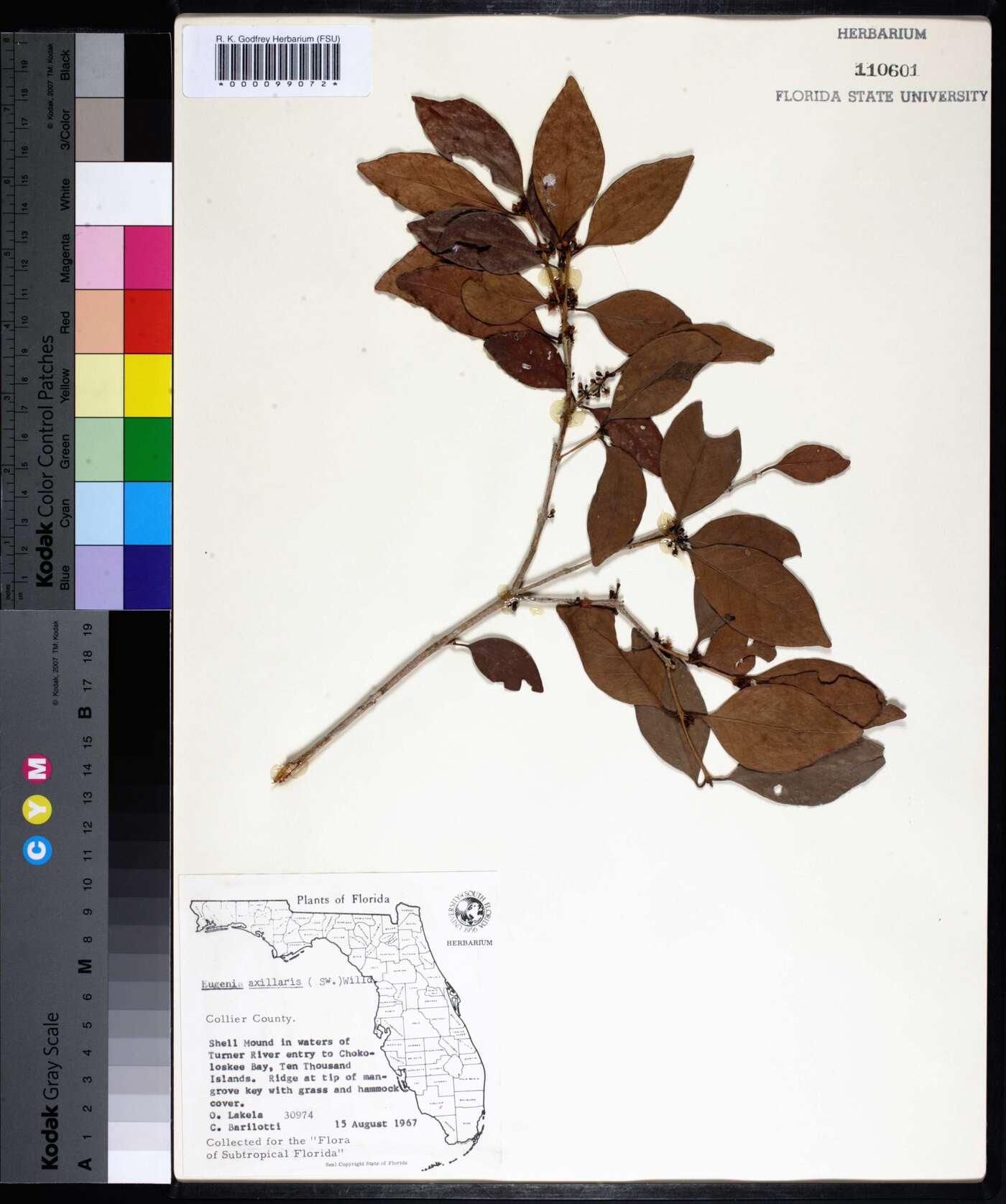 Eugenia axillaris image