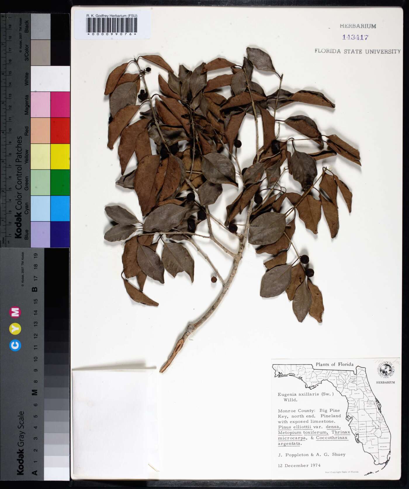 Eugenia axillaris image