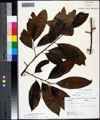 Oxydendrum arboreum image