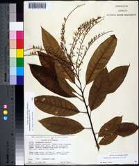 Oxydendrum arboreum image