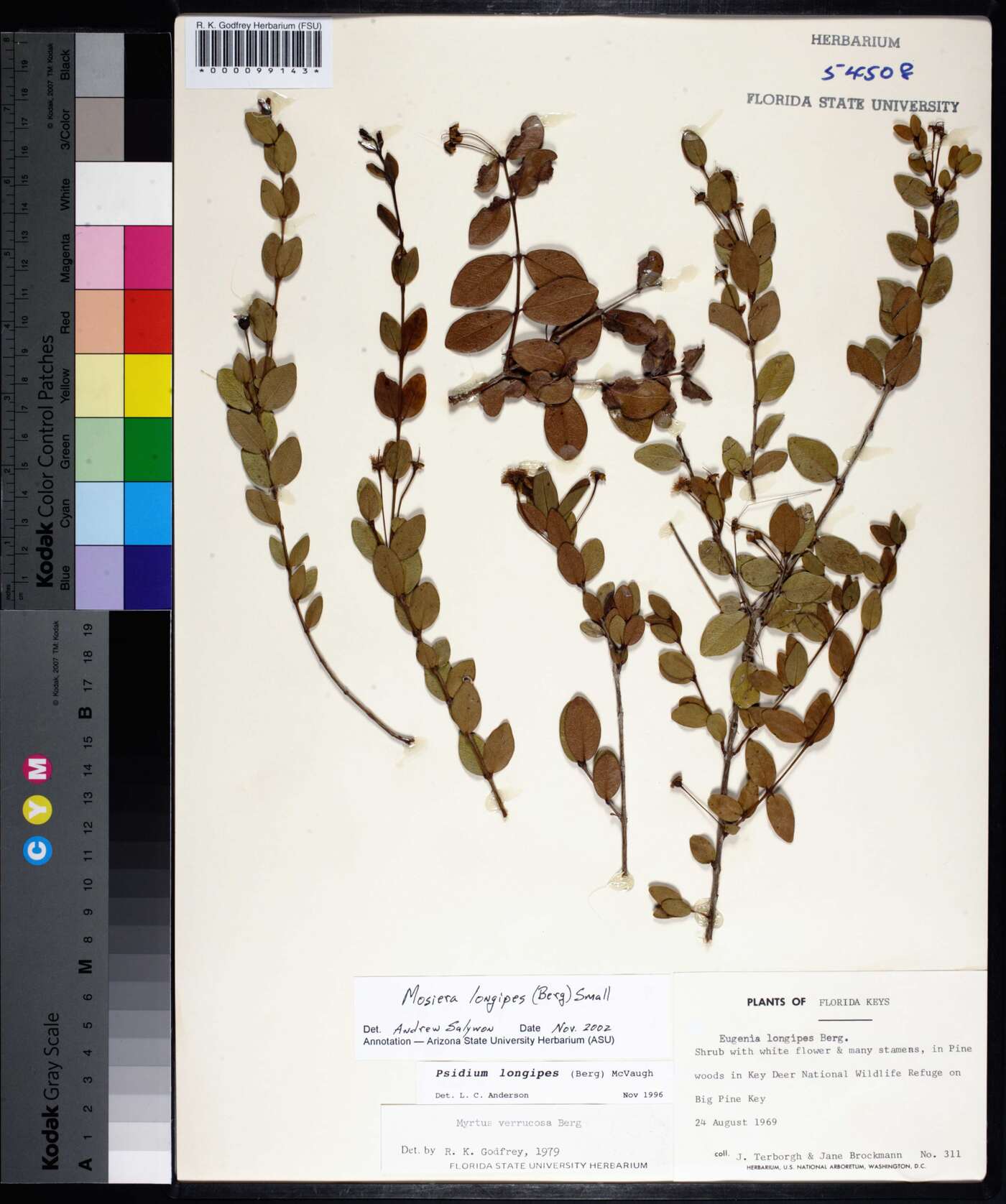 Mosiera longipes image