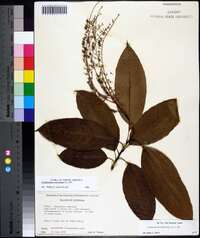 Oxydendrum arboreum image