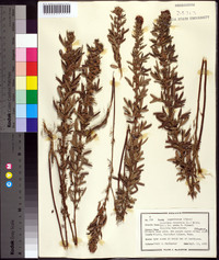 Lespedeza virginica image