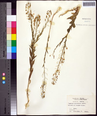 Camelina microcarpa image