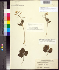 Cardamine angustata image