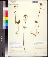 Cardamine angustata image