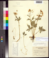 Cardamine angustata image