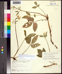 Cardamine angustata image