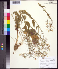 Cardamine bulbosa image