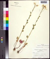 Cardamine bulbosa image