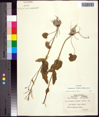 Cardamine bulbosa image