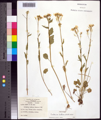 Cardamine bulbosa image