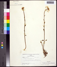 Cardamine bulbosa image