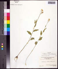 Cardamine bulbosa image