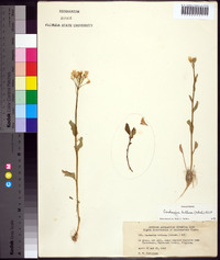 Cardamine bulbosa image