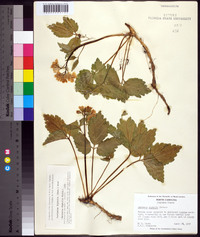 Cardamine diphylla image