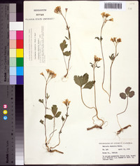 Cardamine diphylla image