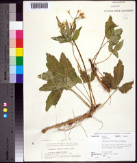 Cardamine diphylla image