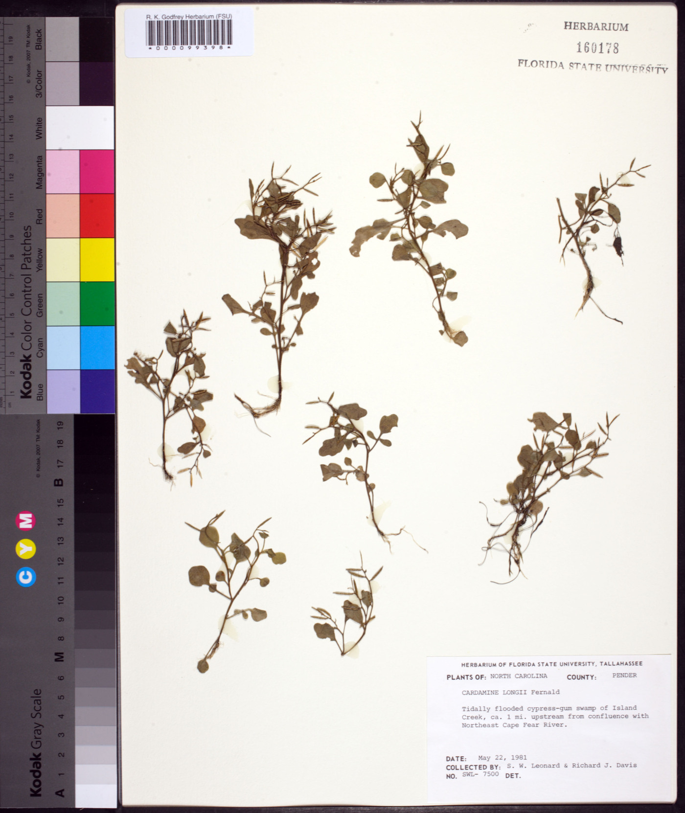 Cardamine longii image