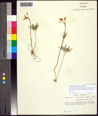 Cardamine dissecta image