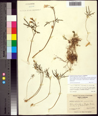 Cardamine dissecta image