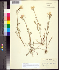 Cardamine pratensis image