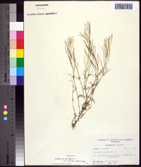 Cardamine parviflora image