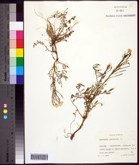 Cardamine pratensis image